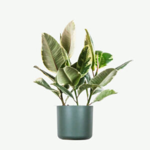 Home_et plants ecommerce product featured img 7