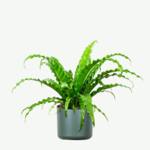 Home_et plants ecommerce product featured img 8